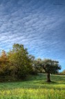 Il cielo, l'ulivo, il bosco