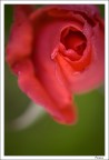 Una semplice Rosa Una semplice Rosa