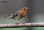 Primo Pettirosso della stagione Primo Pettirosso della stagione