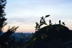 TRAMONTO TRAMONTO