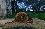 CASTAGNE CASTAGNE