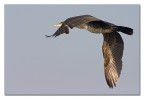 Cormorano in volo Cormorano in volo