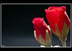 ROSSE.. ROSSE..