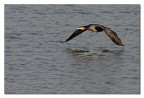 Cormorano in volo 2