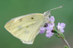 Pieris brassicae
