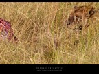 Preda e predatore