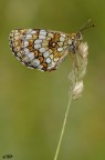 melitaea athalia