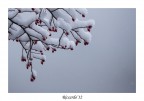 Speranza sotto la neve Speranza sotto la neve