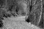 La strada nel bosco La strada nel bosco