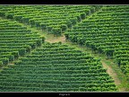 Vigneti # 10 Vigneti # 10