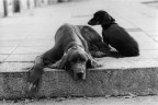 cani simpatici cani simpatici