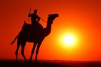 Camel's Silhouette Camel's Silhouette