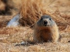 Marmotta # 15 Marmotta # 15