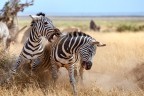 Lotta tra zebre Lotta tra zebre