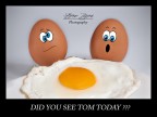 Eggs Life Eggs Life
