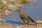Crociere (Loxia curvirostra) Crociere (Loxia curvirostra)