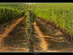 Vigneti # 11