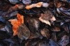 Contes I Colori dell'autunno. Contes I Colori dell'autunno.