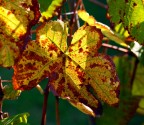 Colori d' Autunno Colori d' Autunno