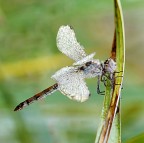 libellula cristal libellula cristal