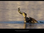 Predatore & predatore Predatore & predatore
