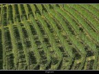Vigneti # 11