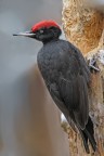 Picchio nero (Dryocopus martius) Picchio nero (Dryocopus martius)