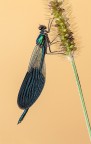 Calopteryx splendens