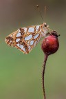 Issoria lathonia Issoria lathonia