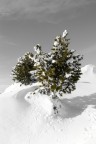 Il verde e la neve Il verde e la neve