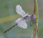 libellula cristal 4 libellula cristal 4