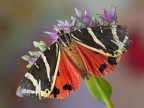 Euplagia quadripunctaria Euplagia quadripunctaria