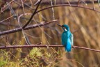 Martin pescatore (Alcedo atthis) Martin pescatore (Alcedo atthis)