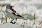Fringuello alpino (Montifringilla nivalis) Fringuello alpino (Montifringilla nivalis)