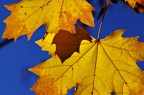 D'autunno le foglie D'autunno le foglie