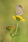 lampides boeticus ( linnaeus 1767) lycaenidae