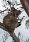 Koala Koala