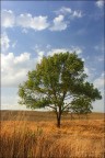 L'albero...... L'albero......