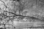 Alberi e foschia ... Alberi e foschia ...