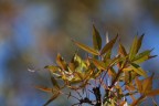 Ultime Foglie D'Autunno Ultime Foglie D'Autunno