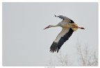 Cicogna, in volo però... Cicogna, in volo però...