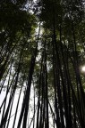 natura natura