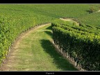 Vigneti # 12