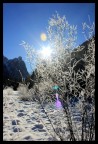 Frozen tree Frozen tree
