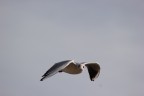 Volo e osservo Volo e osservo
