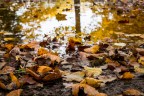 Autumn leaves Autumn leaves