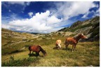 Wild Horses Wild Horses