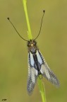 libelloides libelloides