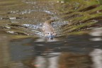 Lontra Lontra