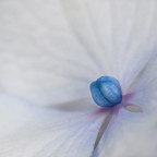 dentro...un cuore blu..